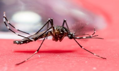 कोरोना के बीच राज्य में डेंगू ने दी दस्तक, ऐक्शन में आए CM योगी, अफसरों को दिए खास निर्देश